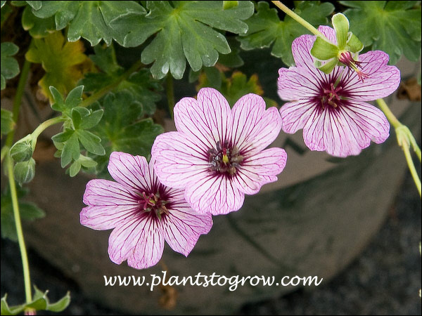Dark veins of the flowers are an interesting feature of this plant.